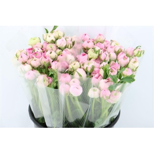 Ran Amandine Marshmallow L Pink