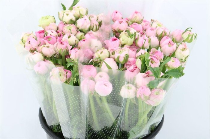 <h4>Ran Amandine Marshmallow L Pink</h4>