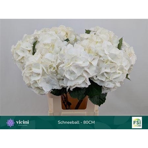 Hydr M Schneeball 80cm