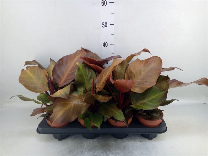 <h4>Philodendron  'Sunlight'</h4>