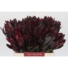 Leucadendron Saf Sunset Dark R.