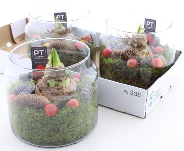 <h4>ARR BOL KNOLGEWAS</h4>