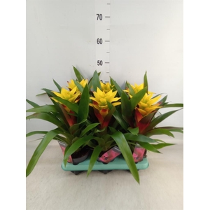 Guzmania   ...