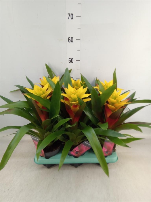 <h4>Guzmania   ...</h4>
