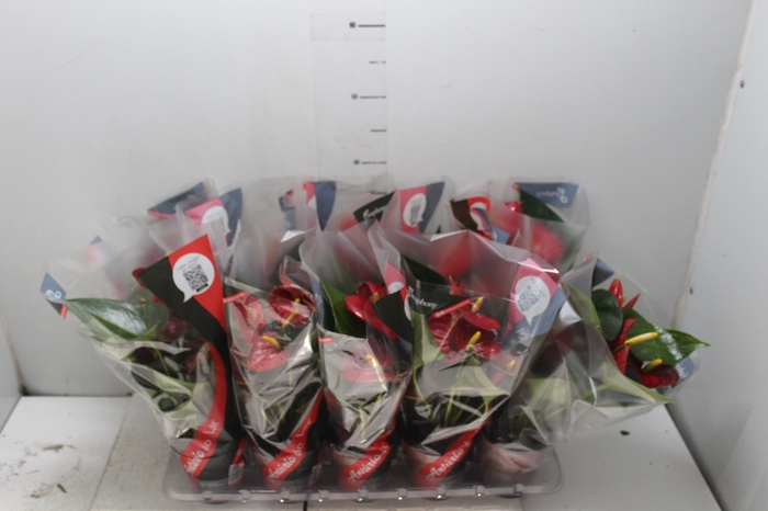 <h4>ANTHURIUM RED SUCCESS P12</h4>