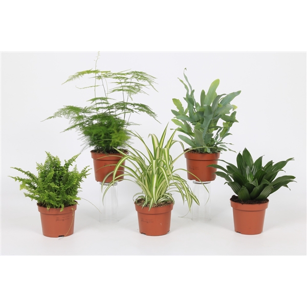 <h4>Groen Mix 12cm - Classic</h4>