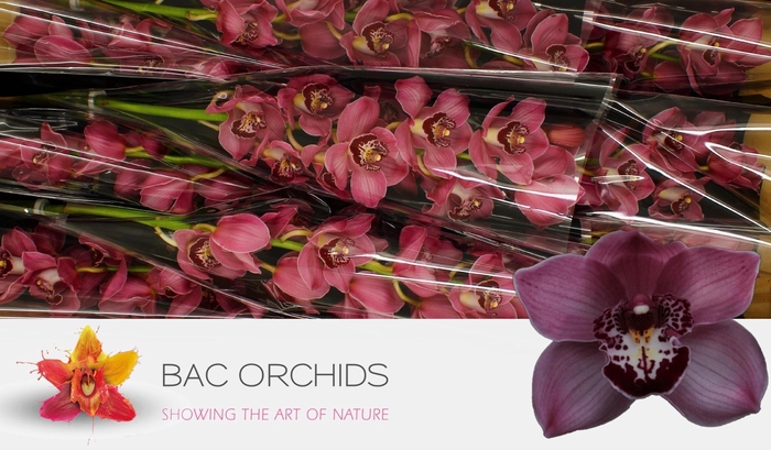 <h4>CYMB T FANTACY</h4>