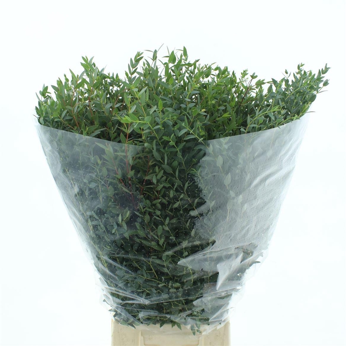 <h4>Euca Parvifolia 200gram</h4>