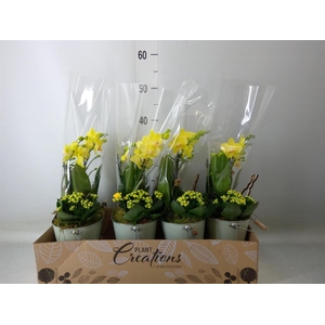 Arr.  Phalaenopsis  H%