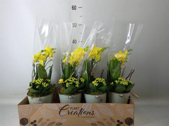 <h4>Arr.  Phalaenopsis  H%</h4>