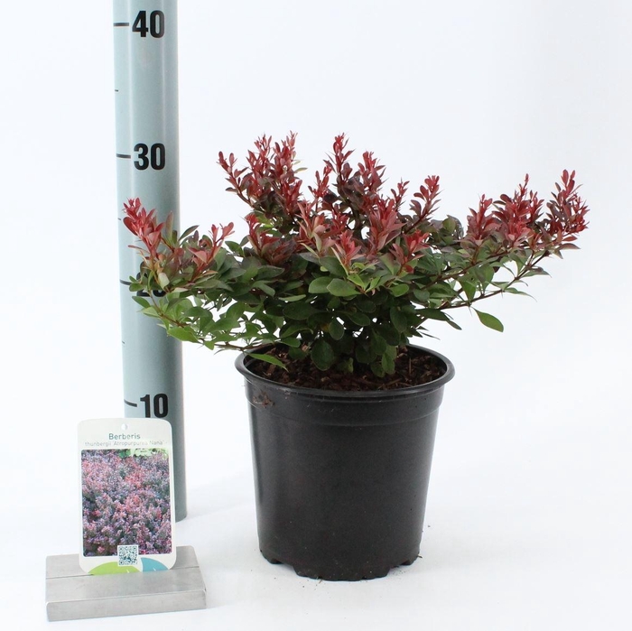 <h4>Berberis thunbergii Atropurpurea N</h4>