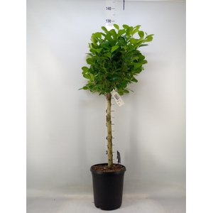 Ficus microcarpa 'Moclame'