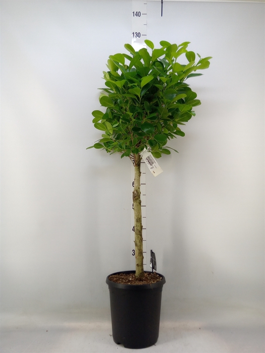 <h4>Ficus microcarpa 'Moclame'</h4>
