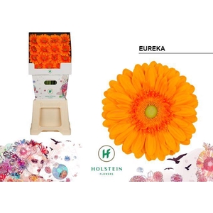 Gerbera diamond eureka
