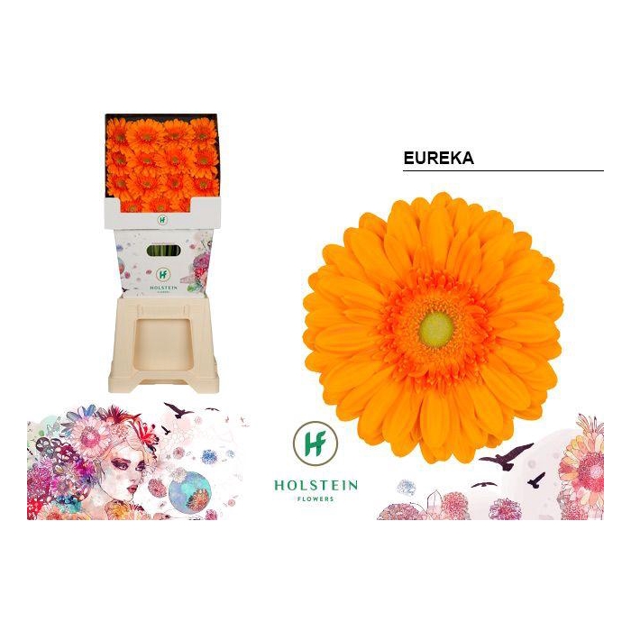 <h4>Ge Gr Eureka</h4>