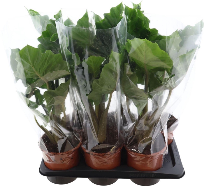 <h4>Alocasia Low Rider</h4>