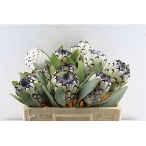 Protea M Sno Leopard