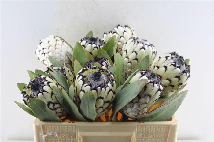 <h4>Protea M Sno Leopard</h4>