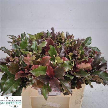 <h4>Photinia Magic Volcano</h4>