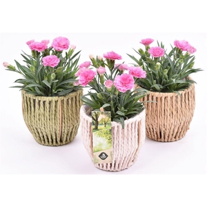 Touwmand kl.mix 10cm