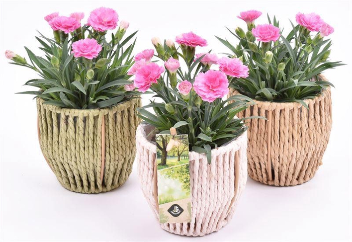 <h4>Touwmand kl.mix 10cm</h4>