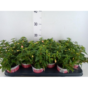 Fuchsia  'Bella Fuchsia Mariska'