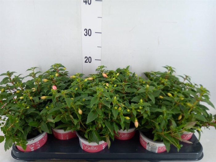 <h4>Fuchsia  'Bella Fuchsia Mariska'</h4>