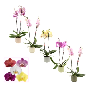 PHAL GEM