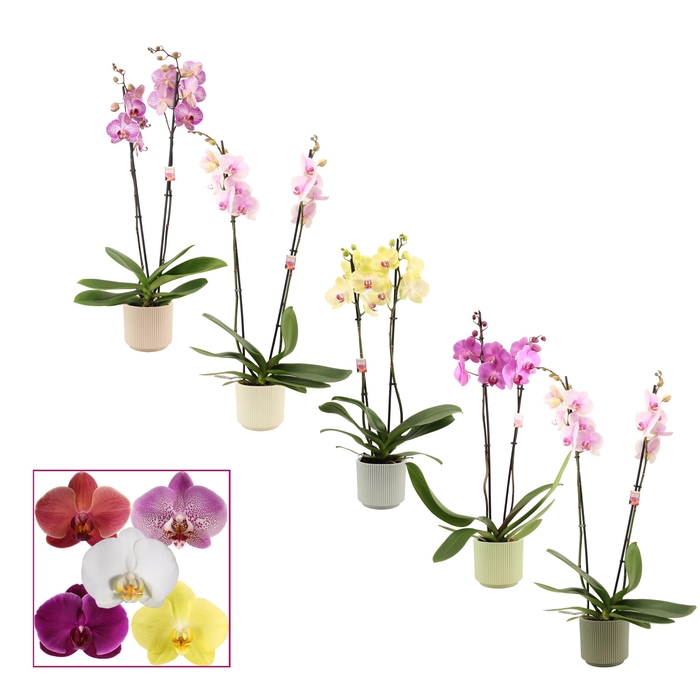 <h4>PHAL GEM</h4>