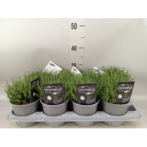 Thymus vulgaris 'Compactus'