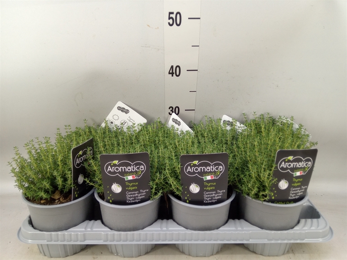 <h4>Thymus vulgaris 'Compactus'</h4>