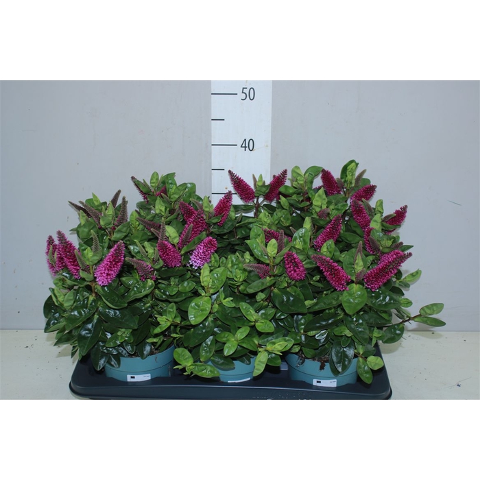<h4>Hebe Bloeiend Dark Pink</h4>