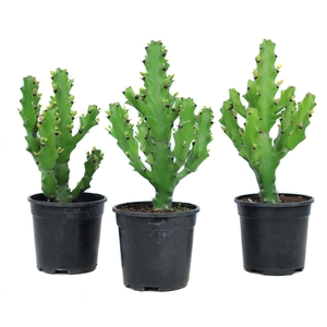 Euphorbia mayuranthanii 17 cm