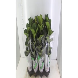 FICUS LYRATA BAMBINO P15 COMPACTO