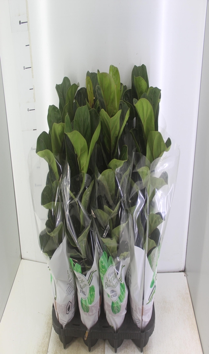 <h4>FICUS LYRATA BAMBINO P15 COMPACTO</h4>