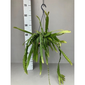 Rhipsalis monocantha