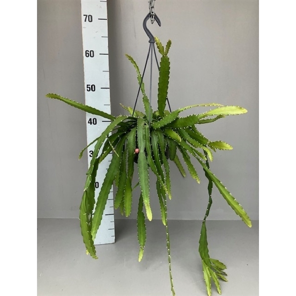 <h4>Rhipsalis monocantha</h4>