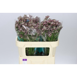 Astrantia Star Of Africa