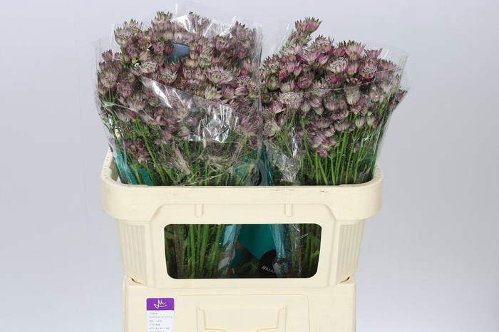 <h4>Astrantia Star Of Africa</h4>