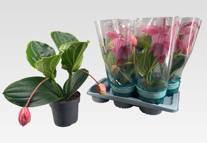 <h4>MEDIN MAG FLAMENCO</h4>