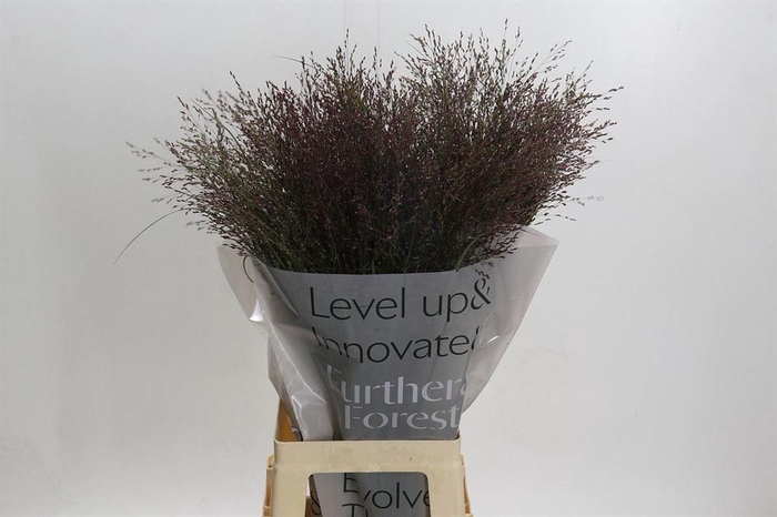 <h4>Panicum Warrior</h4>