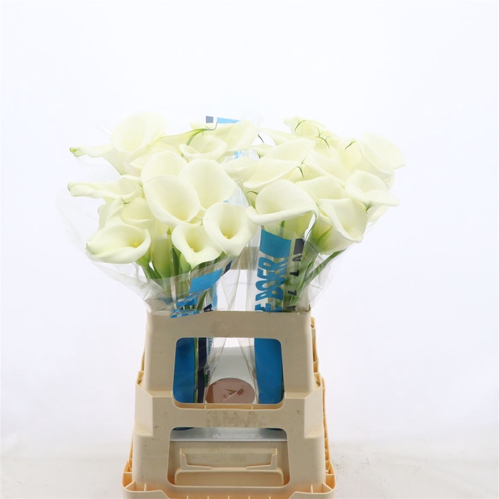 <h4>Calla White Art</h4>