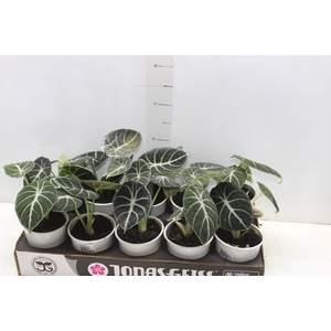 ALOCASIA REGINULA NINJA P12
