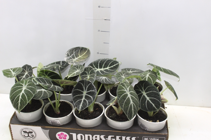 ALOCASIA REGINULA NINJA P12