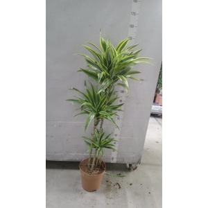 Dracaena fr de 'LemonLime'