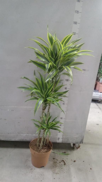 <h4>Dracaena fr de 'LemonLime'</h4>