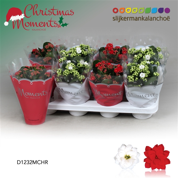 <h4>Kalanchoe blossfeldiana gevuld gemengd 2 kleuren</h4>