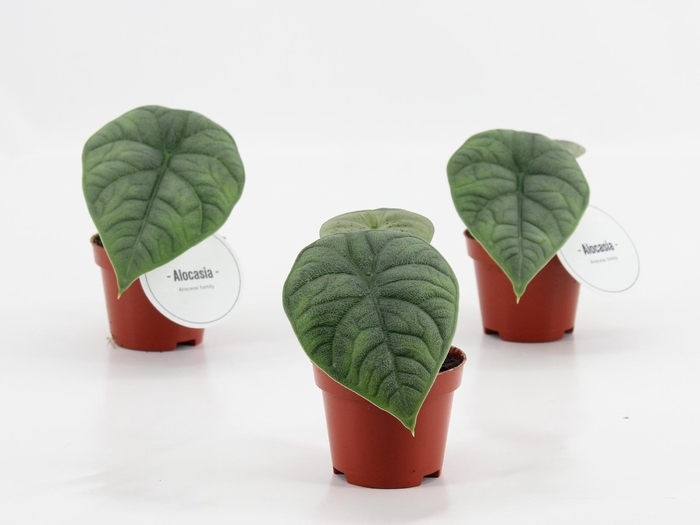 <h4>Alocasia Maharani</h4>