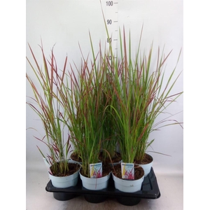 Imperata cylindrica 'Red Baron'