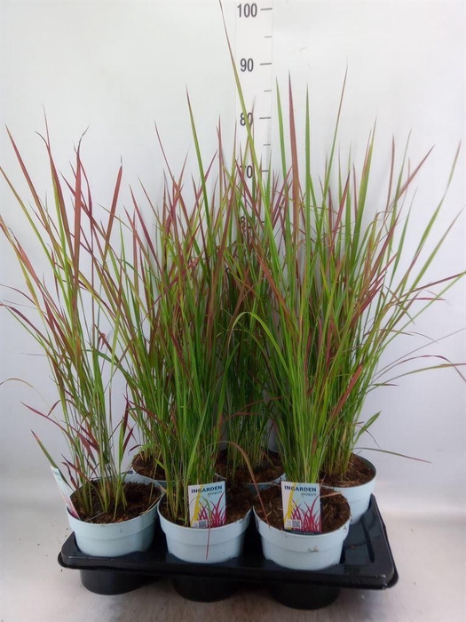 <h4>Imperata cylindrica 'Red Baron'</h4>